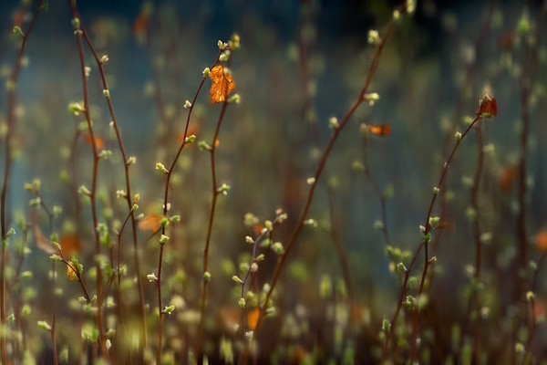 I love Spring de Lucian Olteanu