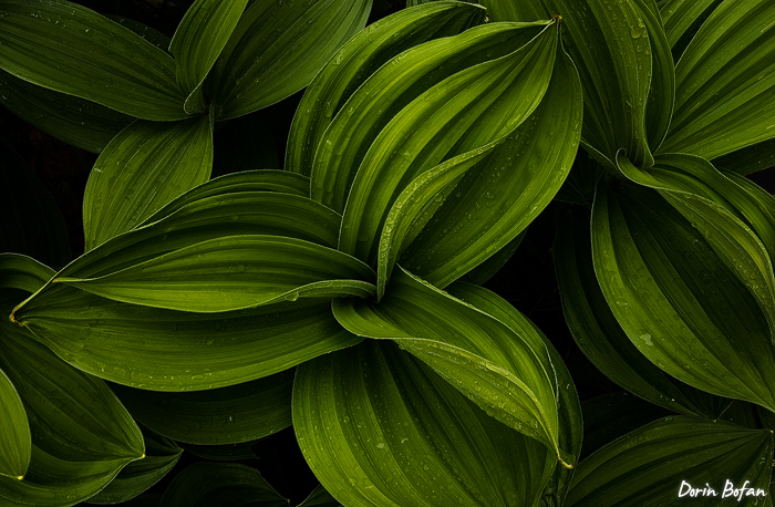 "Veratrum" - Dorin Bofan