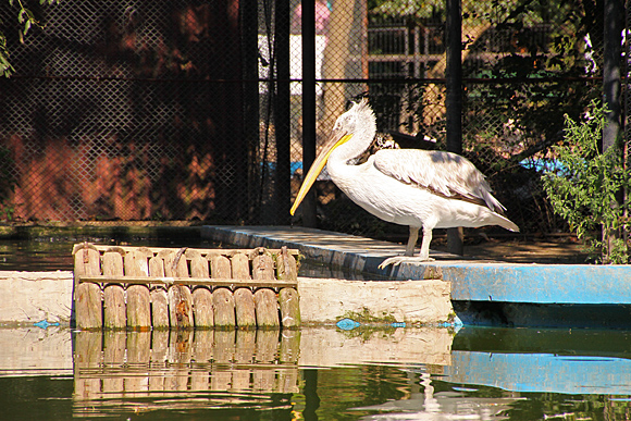 Cu Tamron 18-270mm f/3.5-6.3 la Zoo