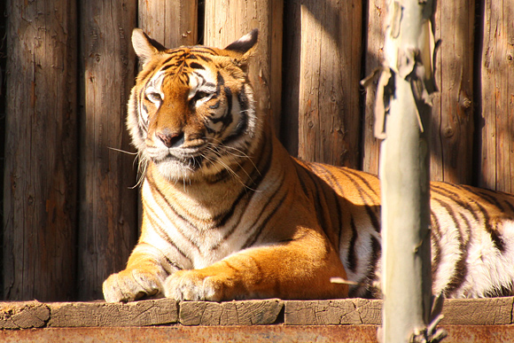 Cu Tamron 18-270mm la Zoo