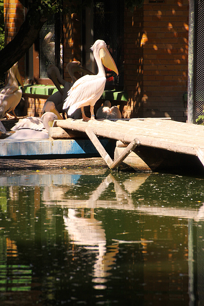 Cu Tamron 18-270mm f/3.5-6.3 la Zoo