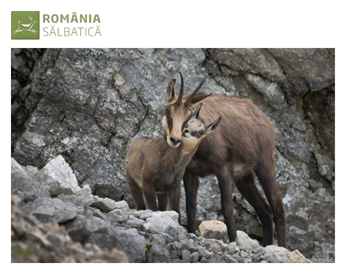 Expozitie foto Romania Salbatica