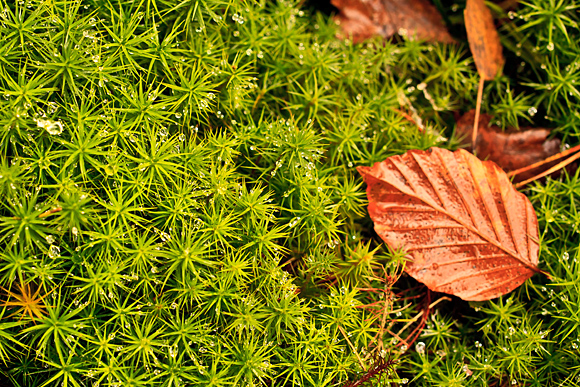 Close-up cu Samyang 35mm f/1.4 la f/8