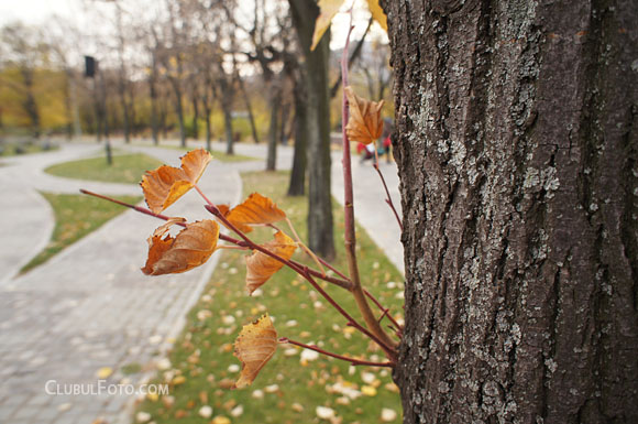 Inca o poza, acelasi obiectiv si acelasi efect "bokeh" placut