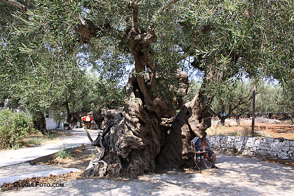 Cel mai batran maslin de pe insula Zakynthos