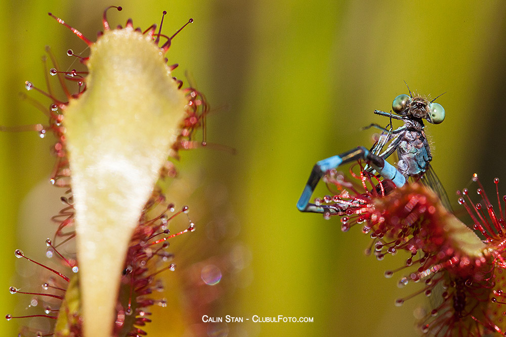 Macro cu Canon 5D Mark II si Sigma 150mm f/2.8