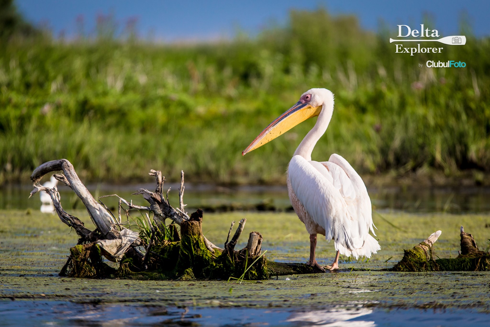 Pelican in Danube Delta, Romania